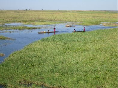 Two dugout canoes with goods and passengers being paddled through a section of open water on a wide floodplains.